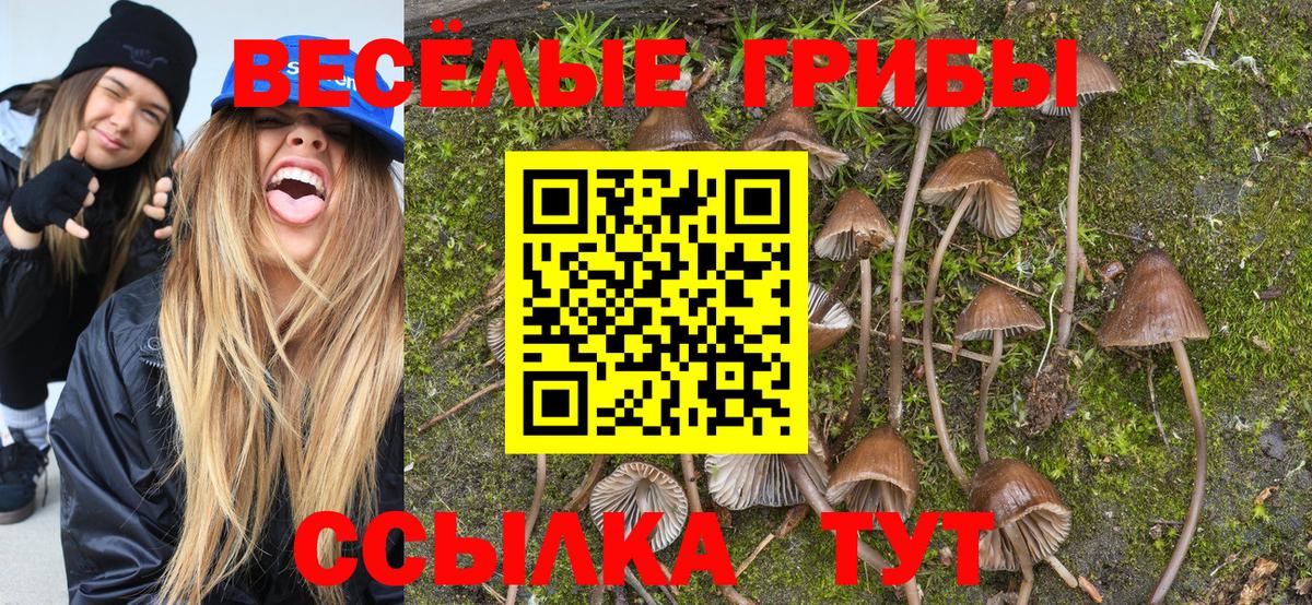 Галлюциногенные грибы Psilocybine cubensis Губаха